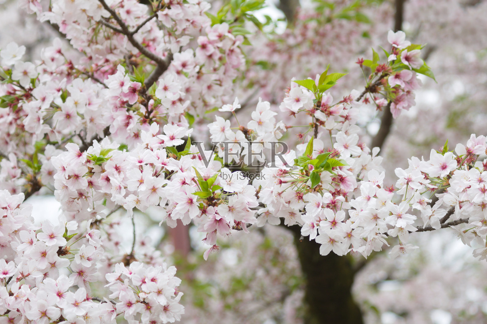 樱花树（Cerasus）的优雅花朵照片摄影图片