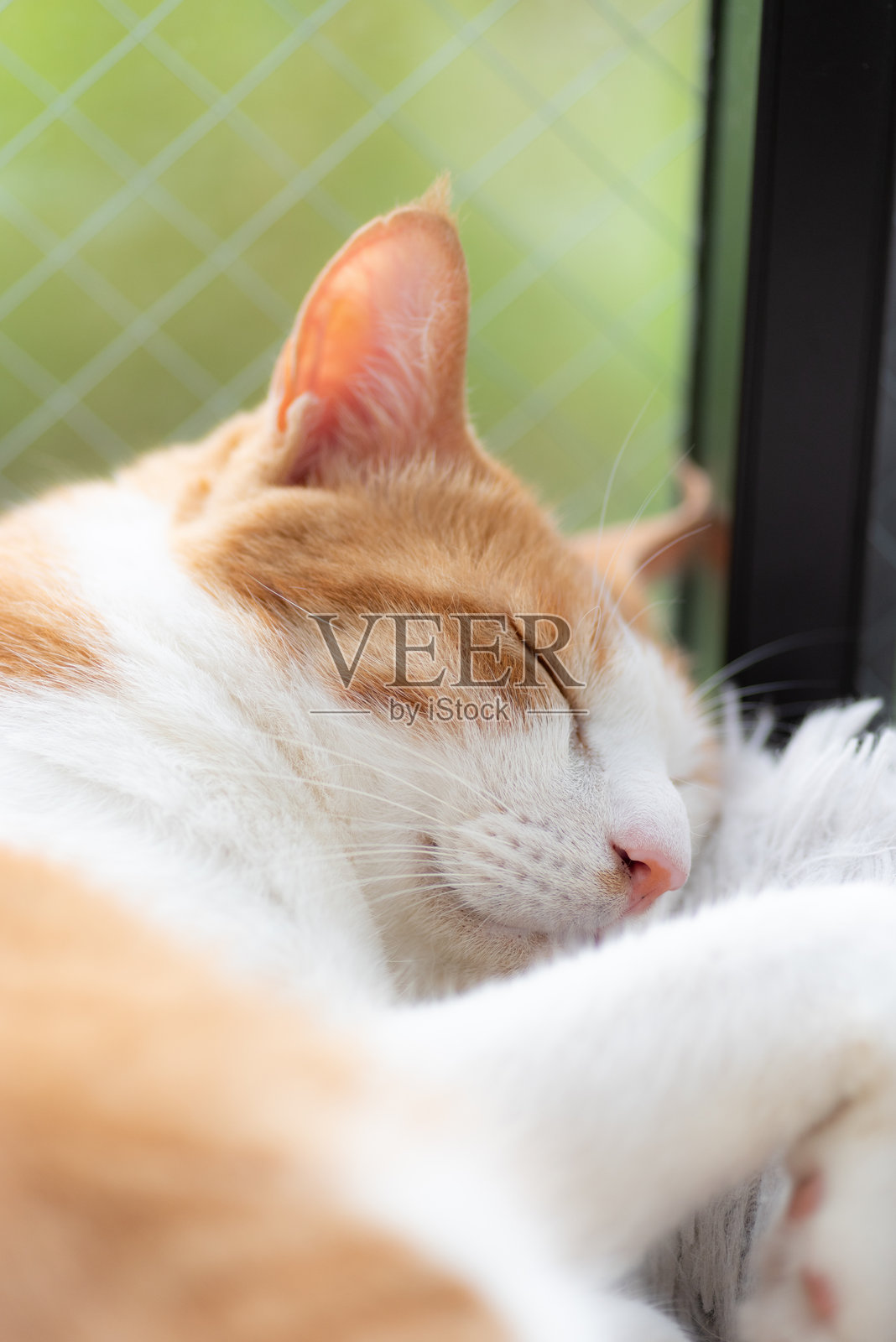 可爱的猫咪在窗边睡觉照片摄影图片