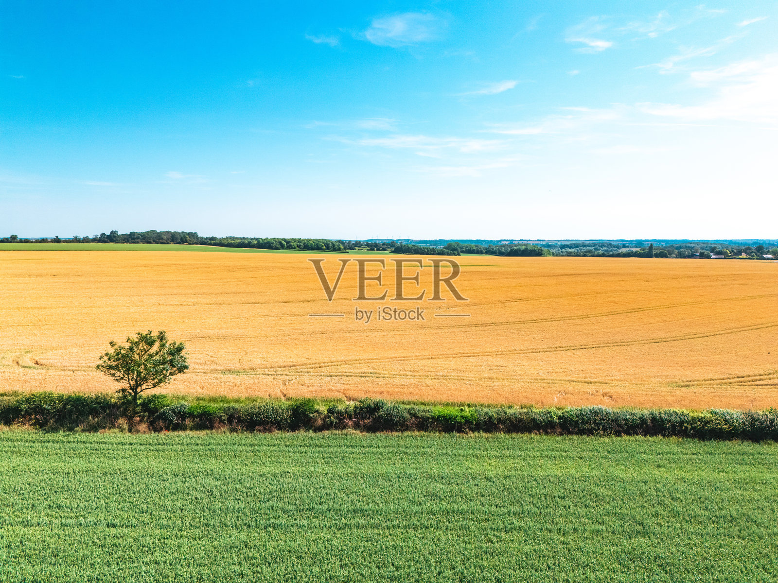 夏季农业农田中金色小麦作物成熟的鸟瞰图照片摄影图片