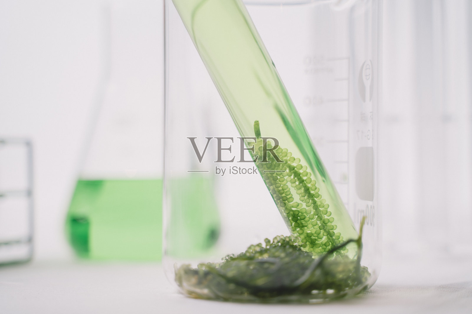 藻类生物燃料产业实验室。研究燃料、生物和能源的替代品。照片摄影图片