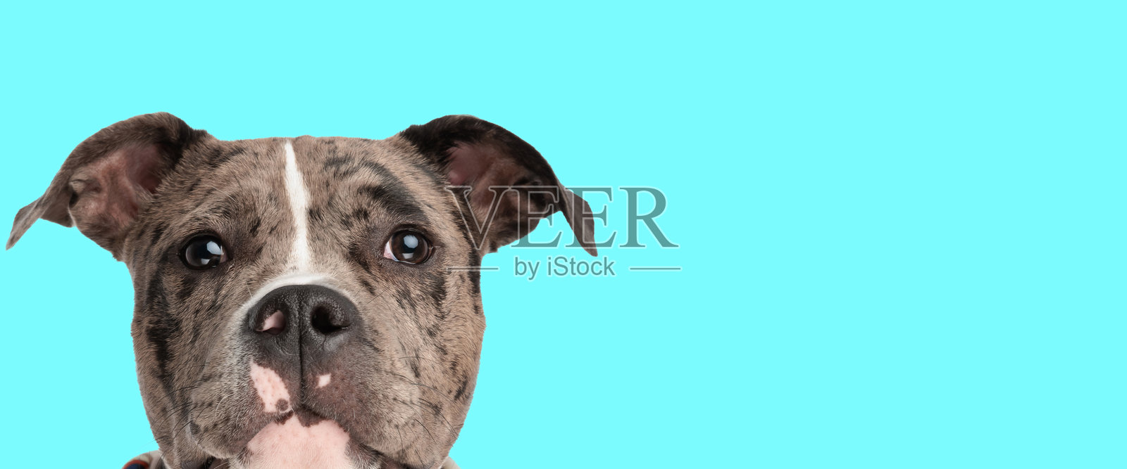 可爱的美国斗牛犬小狗横向肖像，正面朝向。照片摄影图片