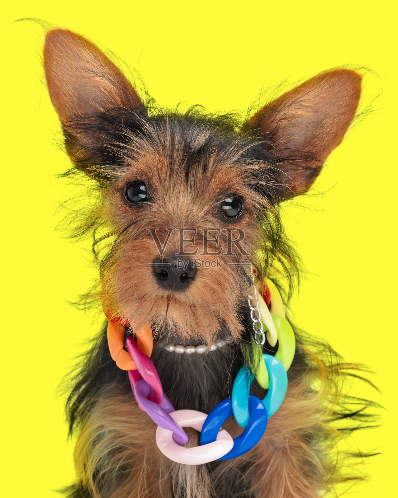 可爱的约克夏犬小狗戴着大链子项圈，向前看。照片摄影图片