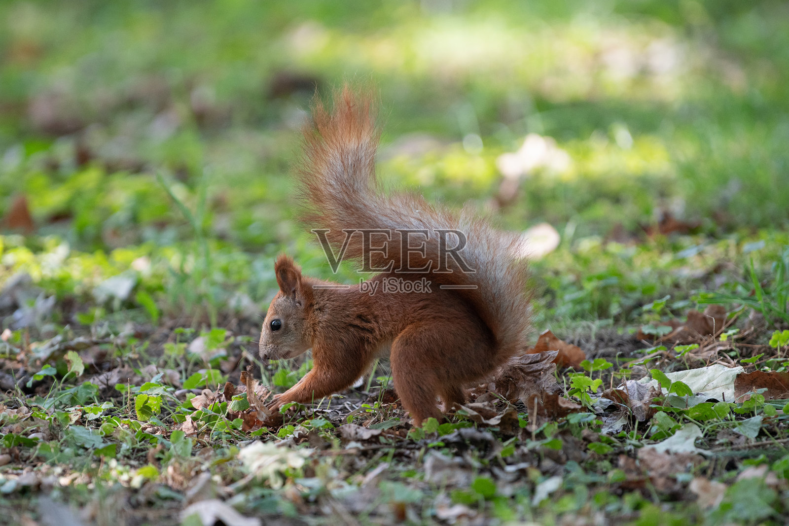 松鼠照片摄影图片