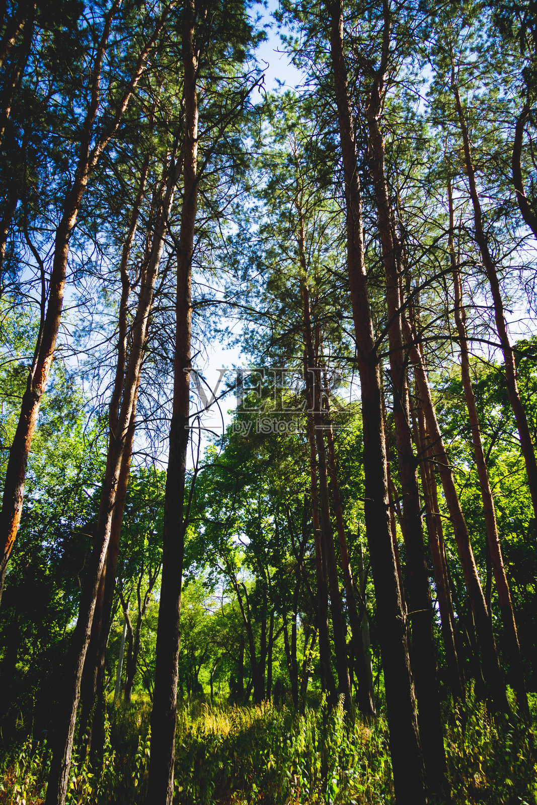 阳光透过茂密森林的瞬间。阳光照耀下的松树林。照片摄影图片