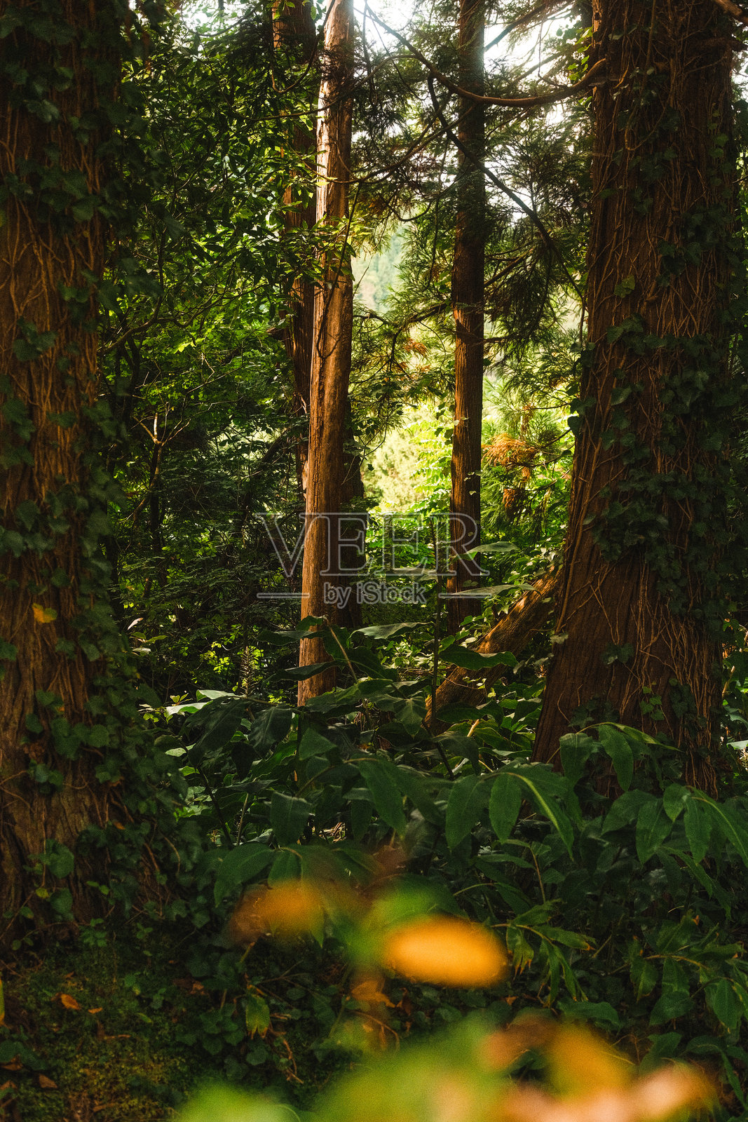穿过树木照片摄影图片