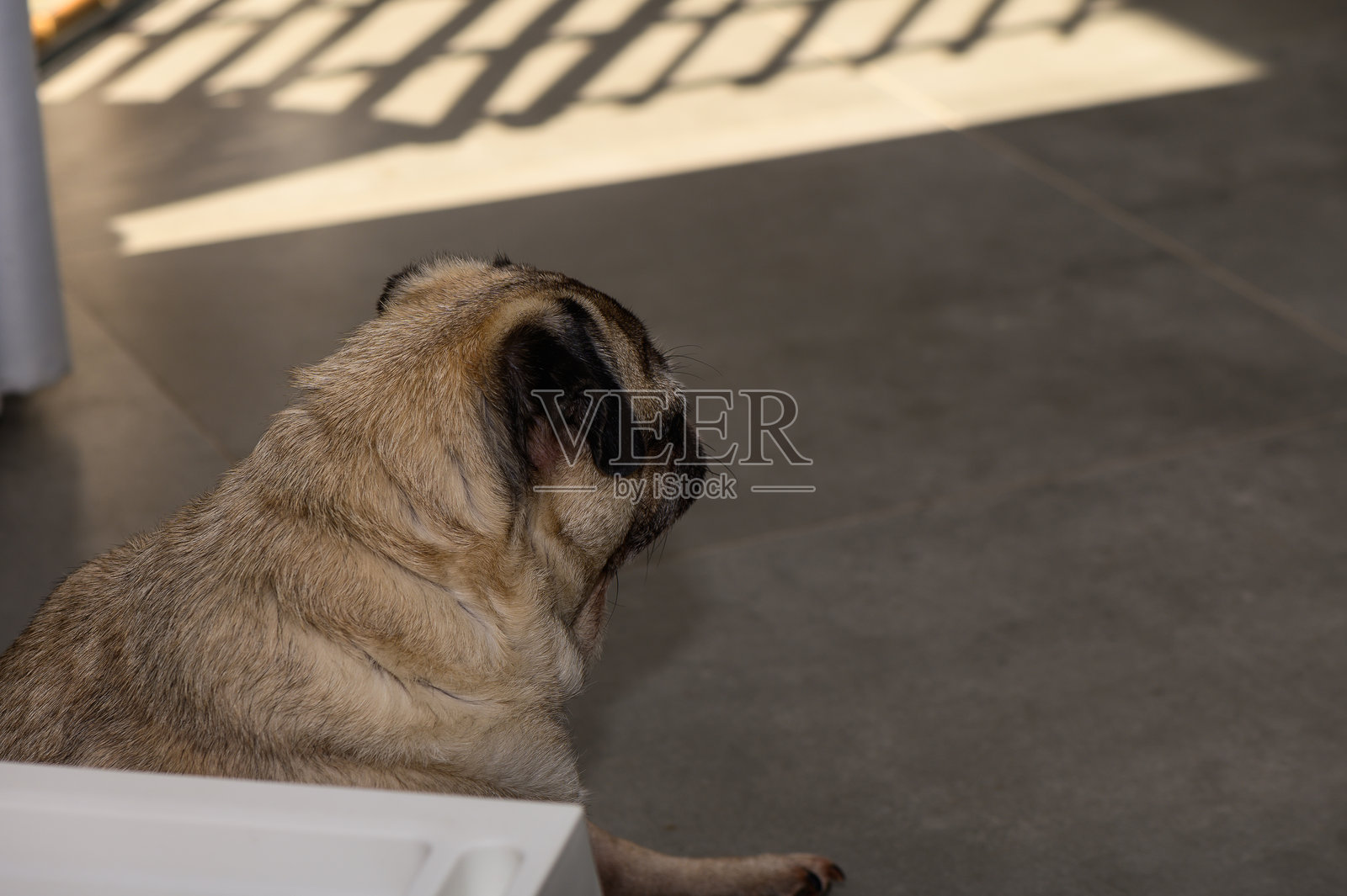 一只舒适的巴哥犬在阳光明媚的房间里放松，地板上投射出有趣的阴影，感受着下午的温暖。照片摄影图片