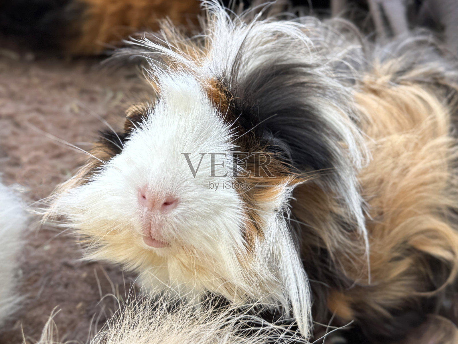 特写镜头：女性，米色、姜色、棕色、黑色、白色的希巴迷你雅克豚鼠（Cavia porcellus），长而浓密的直发，带有玫瑰花状毛发，豚鼠正看向镜头，室内宠物围栏，棕色绒毛兽医垫，聚焦于前景。照片摄影图片