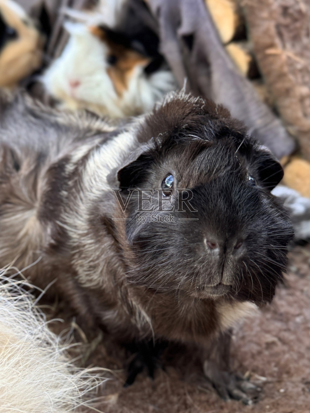 特写镜头的雌性阿比西尼亚豚鼠（Cavia porcellus），米色、棕色、黑色和白色，中等长度的毛发带有玫瑰花状，豚鼠，室内宠物围栏，棕色绒毛兽医床垫，正看向镜头，焦点在前景。照片摄影图片