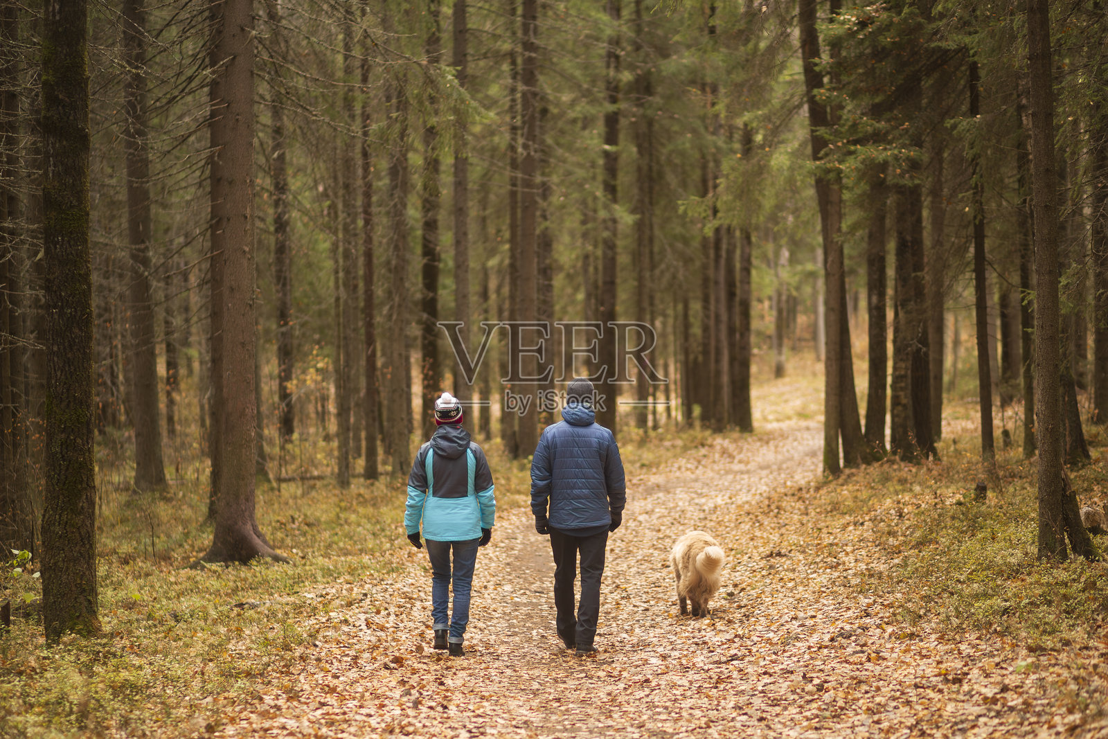 秋天的公园里与狗散步。照片摄影图片