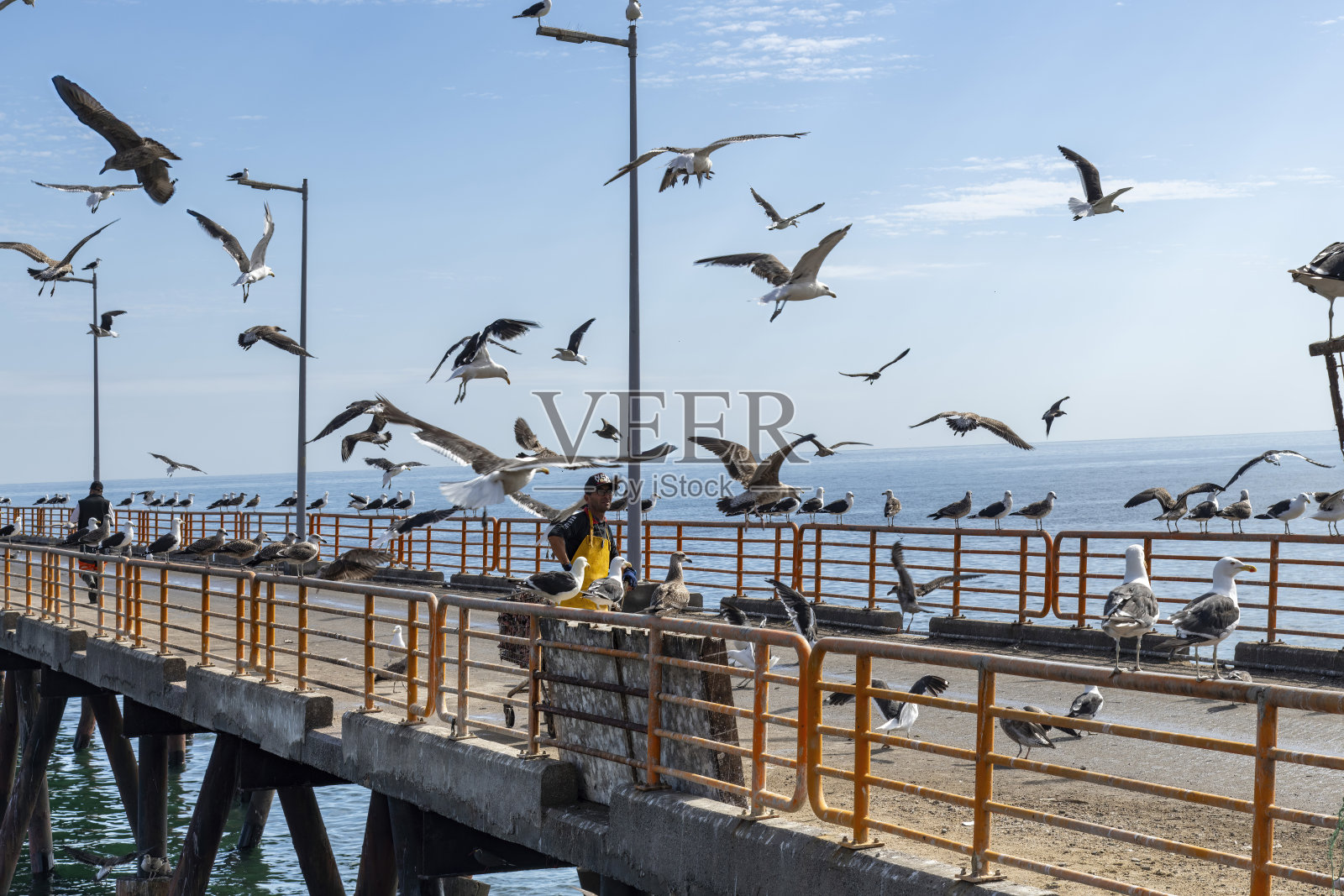智利瓦尔帕莱索的鱼市场照片摄影图片