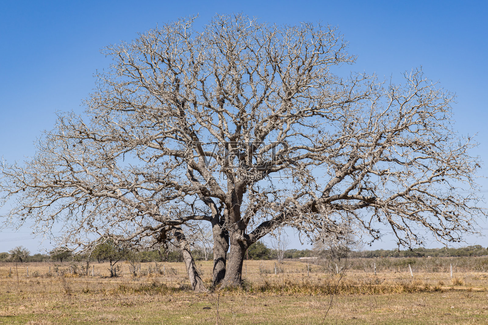 德克萨斯牧场上的干树。照片摄影图片