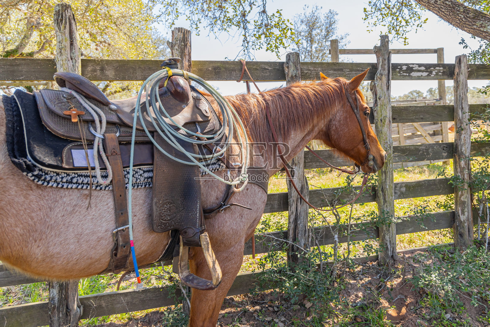 带鞍和套索的马在牛仔牧场上。照片摄影图片