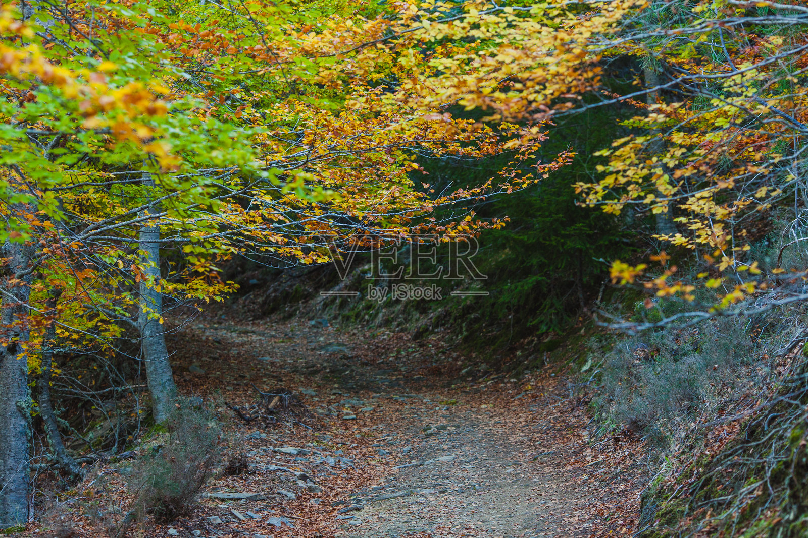 一条被秋叶覆盖的森林小径，鲜艳的橙色、黄色和绿色树叶拱卫着小道，营造出一条宁静而美丽的林间步道。照片摄影图片