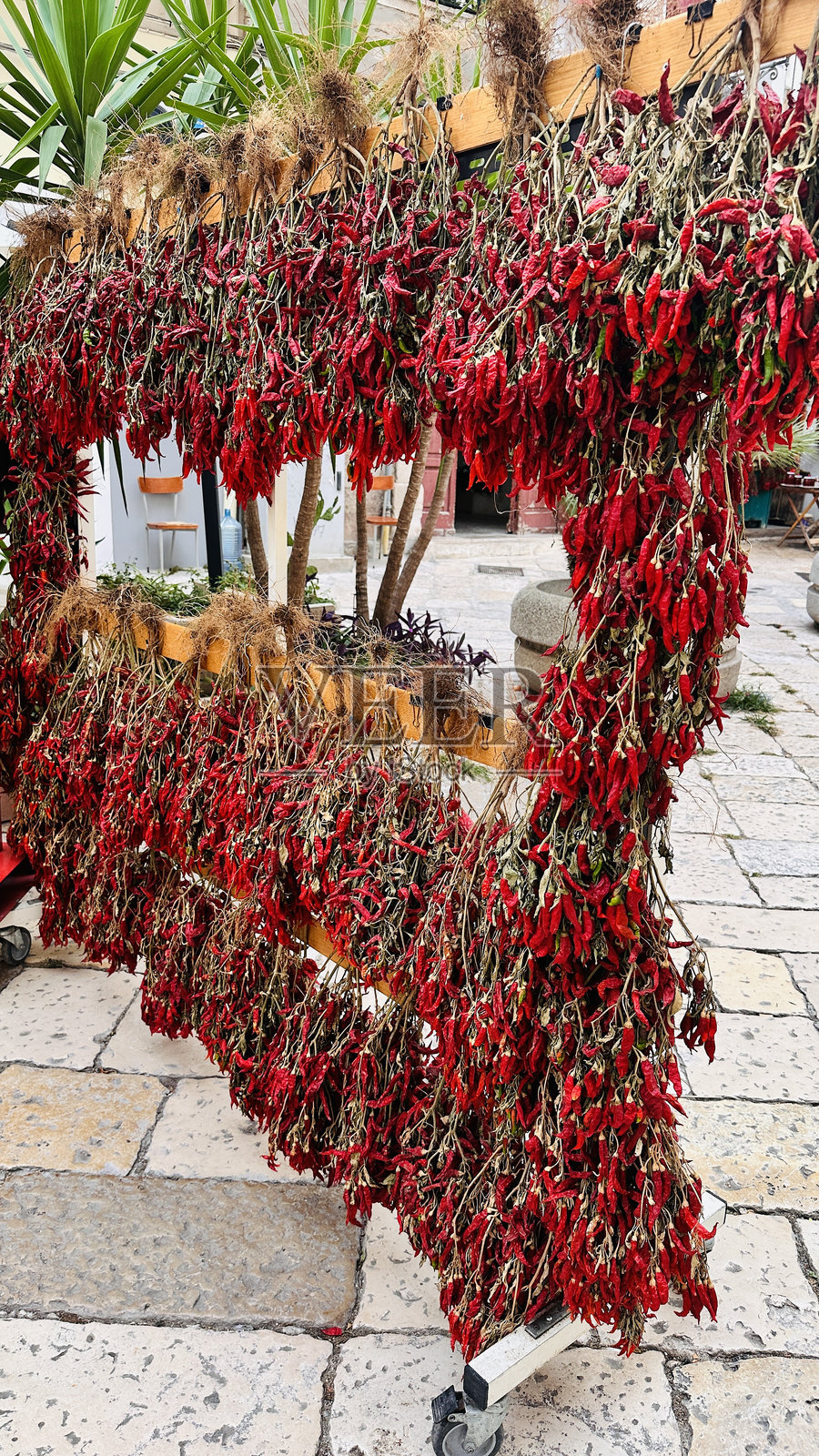 胡椒展示照片摄影图片