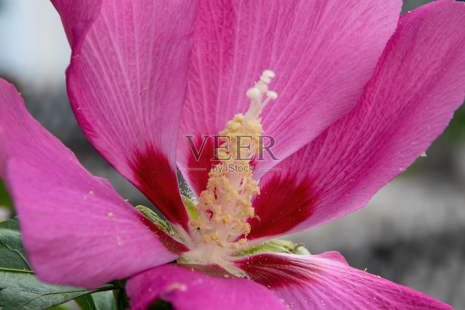 鲜艳的粉色木槿花特写照片摄影图片