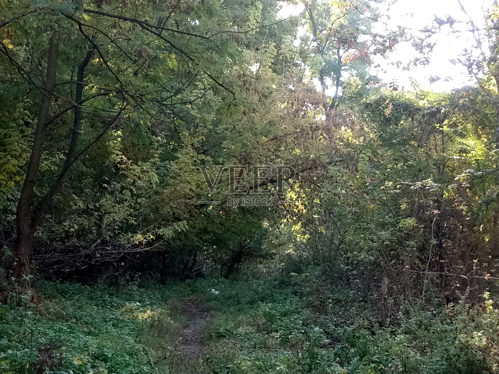 秋天照片摄影图片