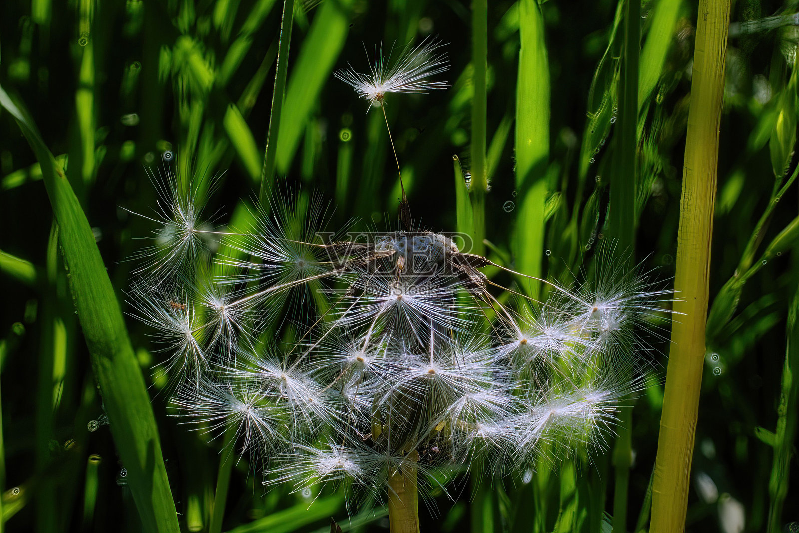 绿地上的蒲公英和蜘蛛照片摄影图片