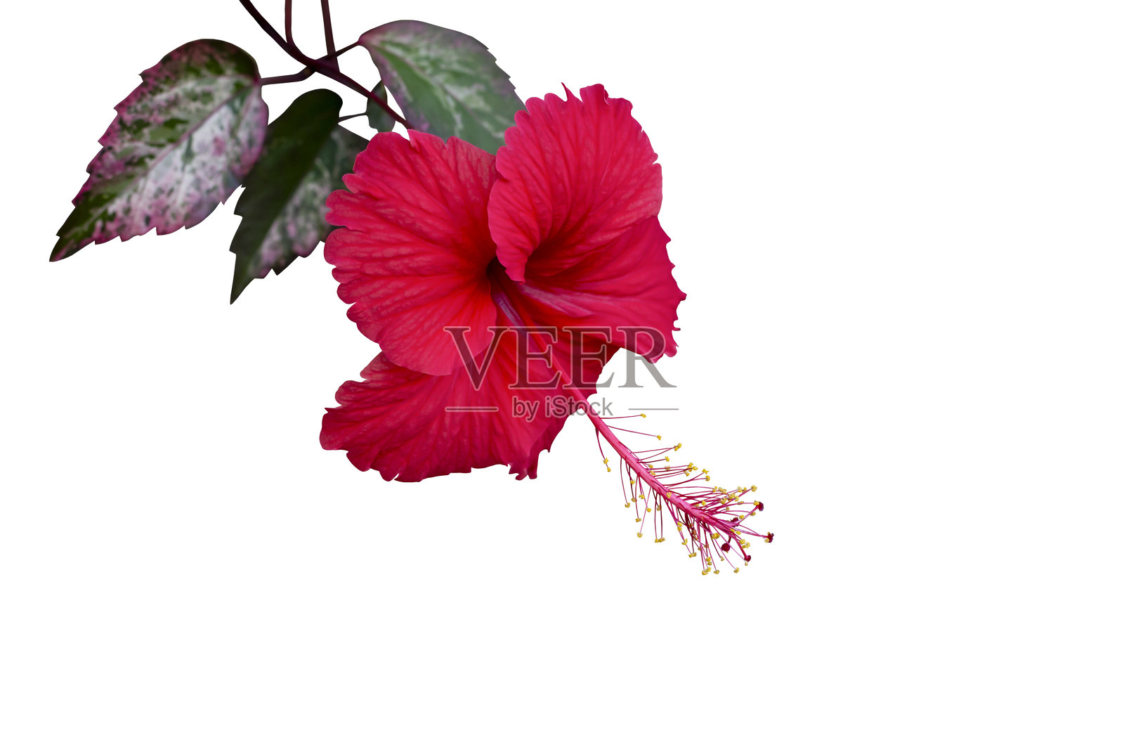 红色木槿花，中文名为中国玫瑰或泰国称为查巴，孤立在白色背景上，包含剪切路径。照片摄影图片