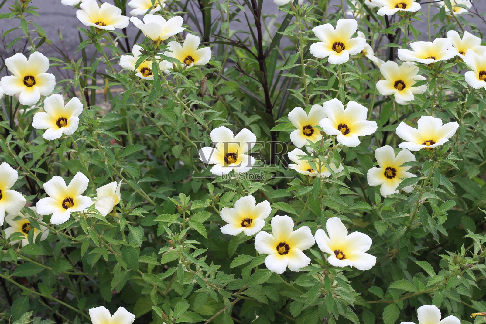 Turnera subulata照片摄影图片