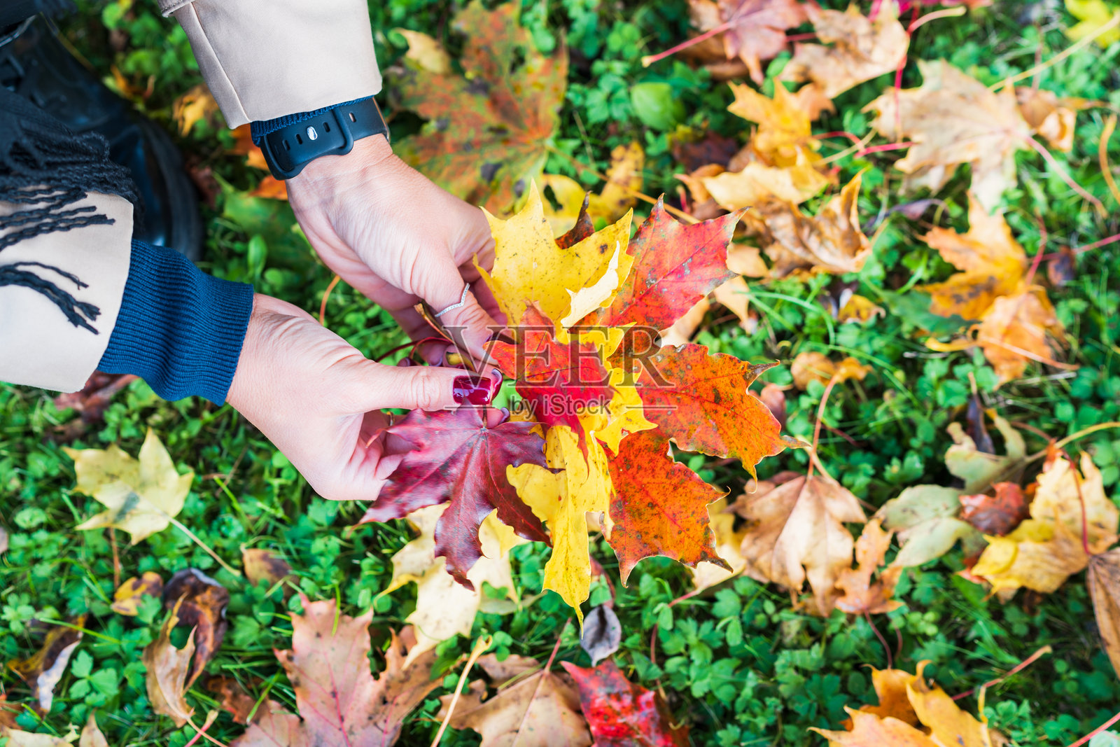 年轻的金发女孩在地上收集落下的枫叶。照片摄影图片