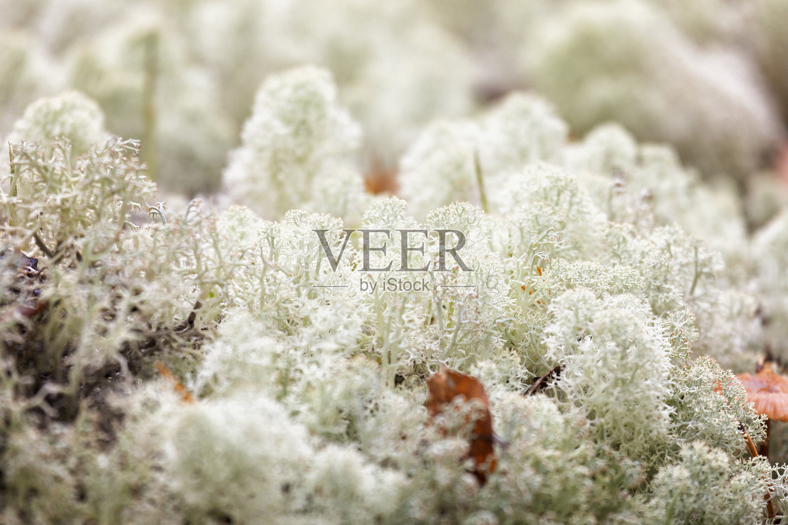 春季驯鹿地衣特写照片摄影图片