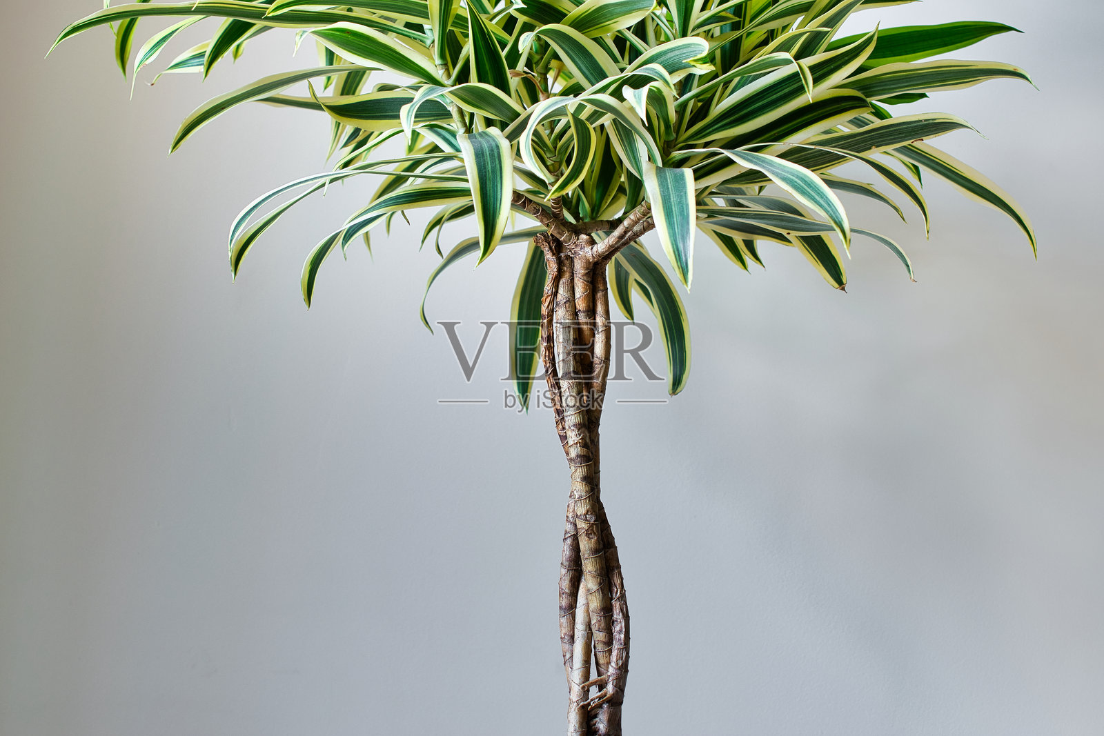 龙血树盆栽。照片摄影图片