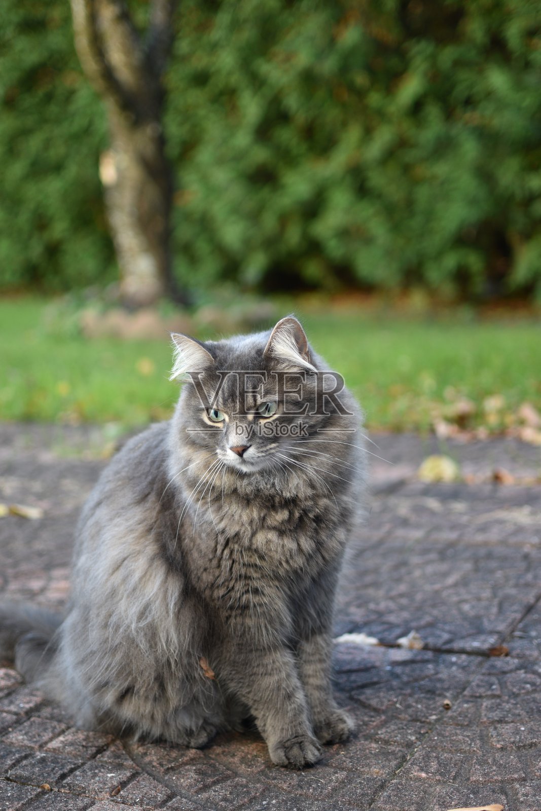 美丽的灰色猫咪，拥有明亮的眼睛照片摄影图片