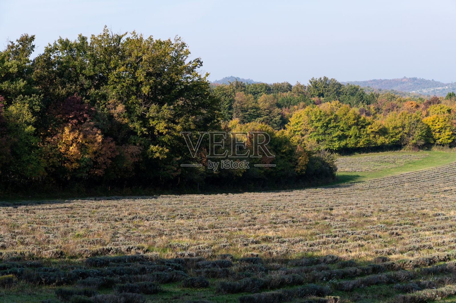 收获的薰衣草田和提哈尼半岛的秋季森林照片摄影图片