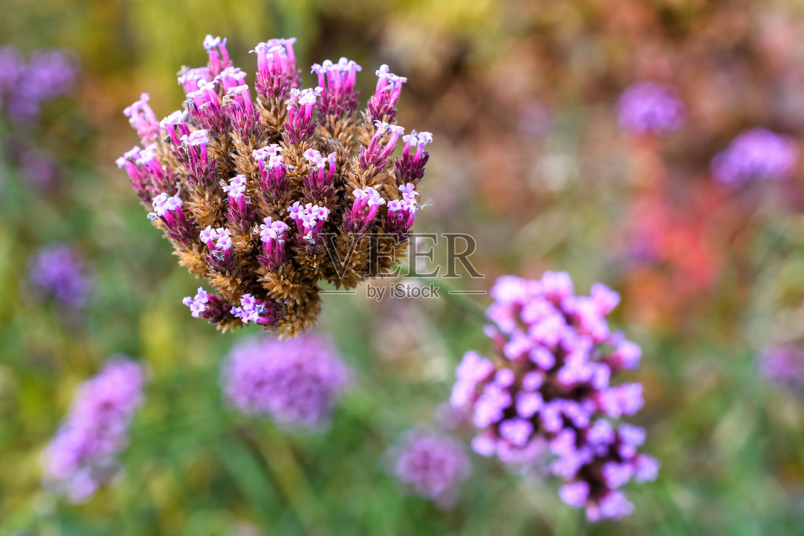 紫色花卉花园特写照片摄影图片
