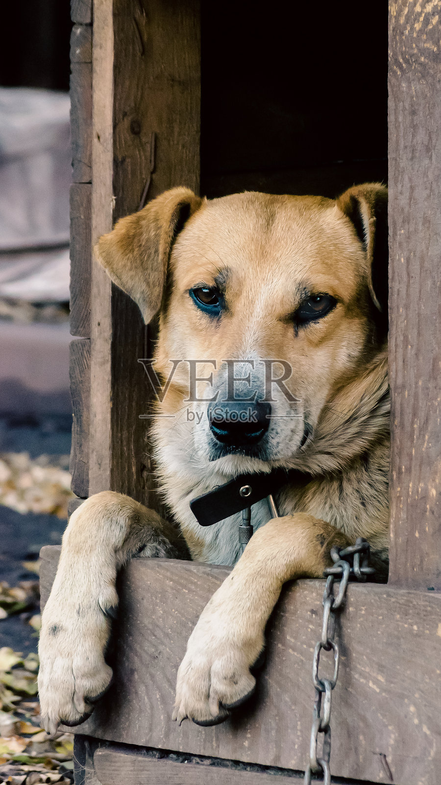 纯种链条犬从木制犬舍里探出头来照片摄影图片