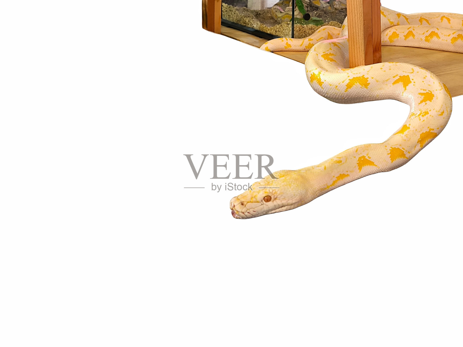 孤立在白色背景上的白化缅甸蟒蛇，留有空白空间。异国动物。爬行动物概念。动物背景。照片摄影图片