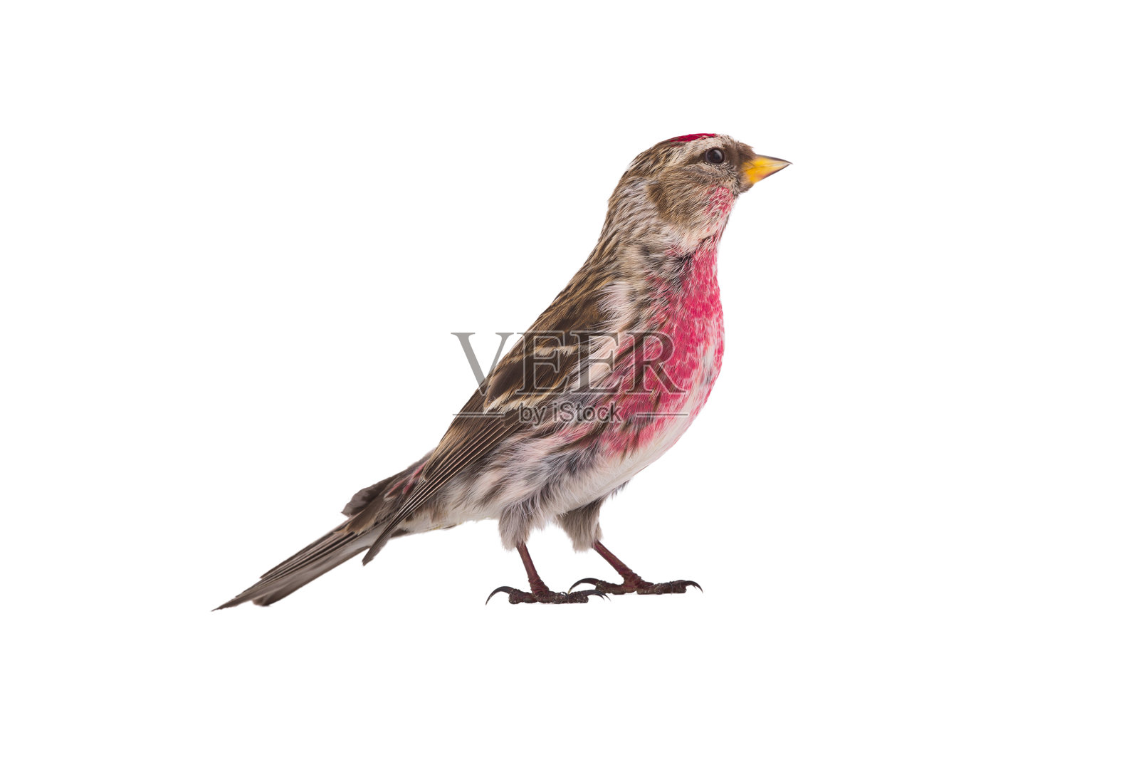 普通红头雀孤立在白色背景上照片摄影图片