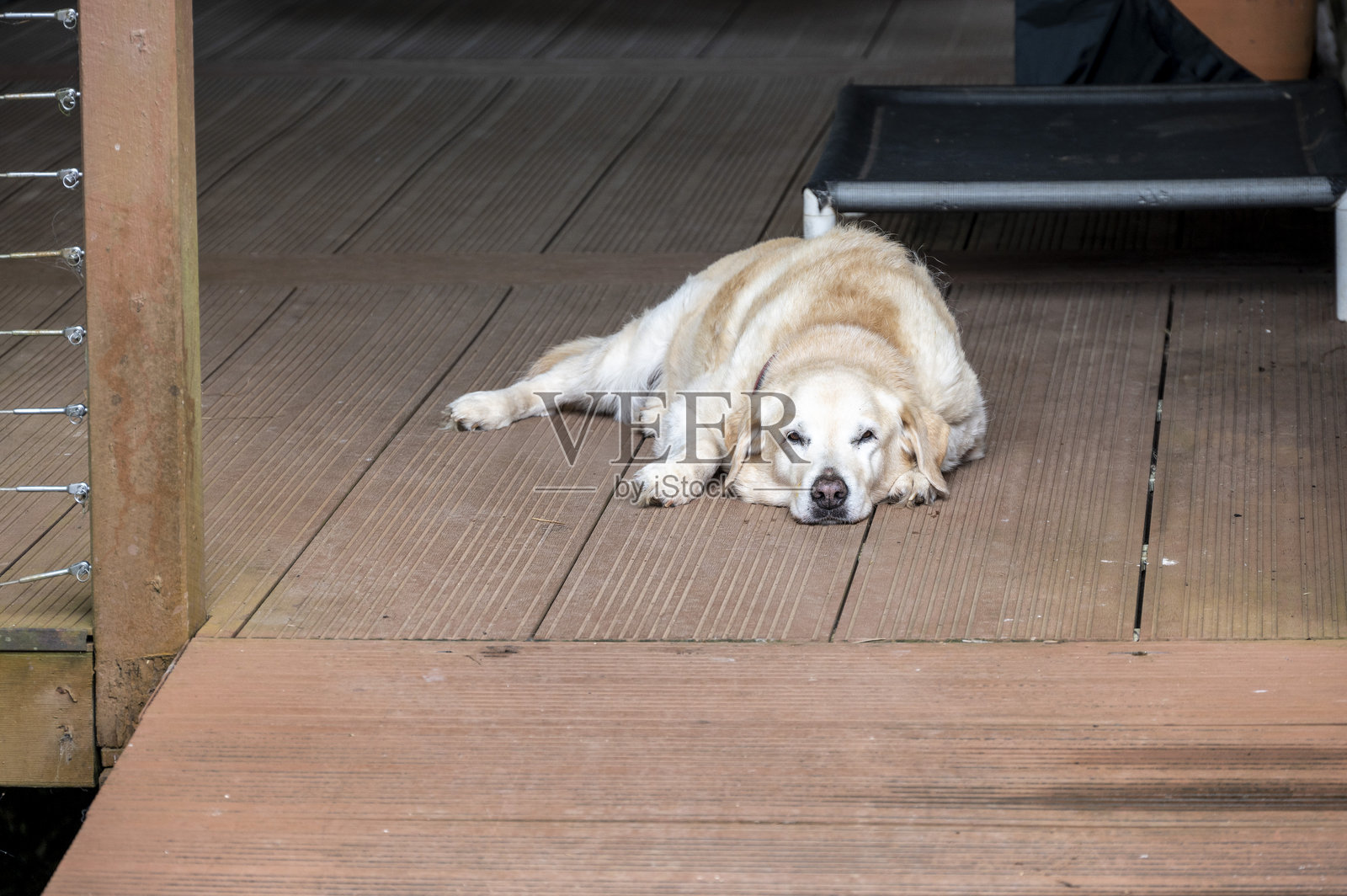 非常老的拉布拉多犬在休息。照片摄影图片