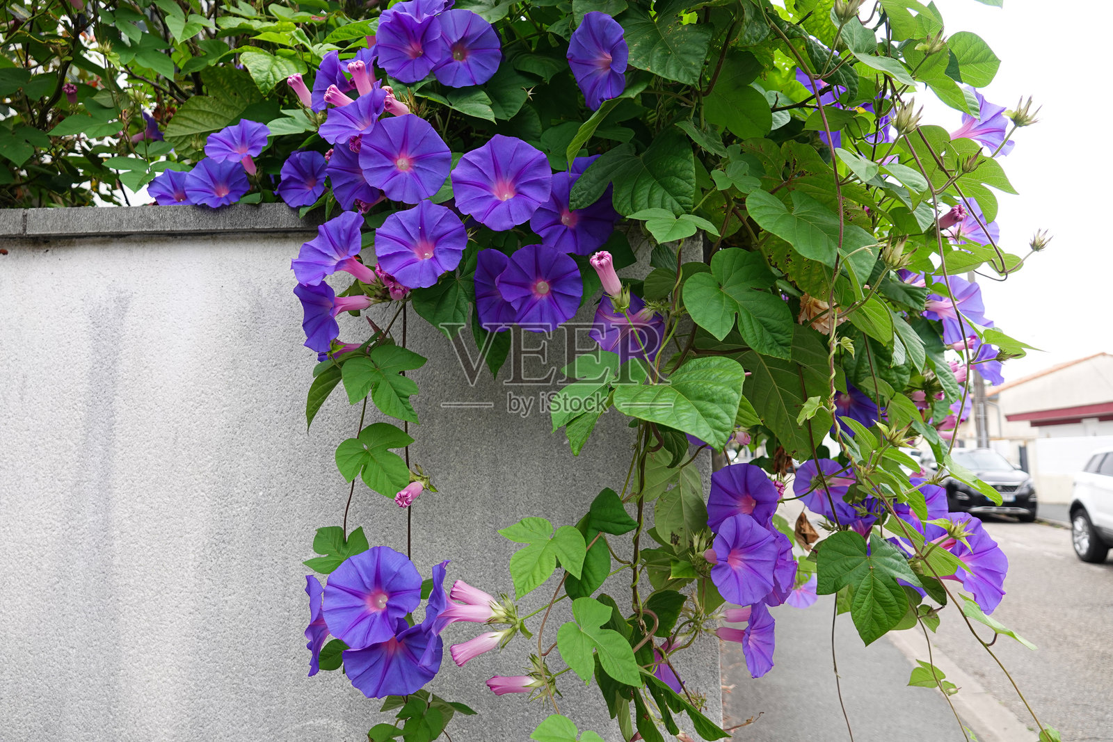 紫花爬藤植物，牵牛花照片摄影图片
