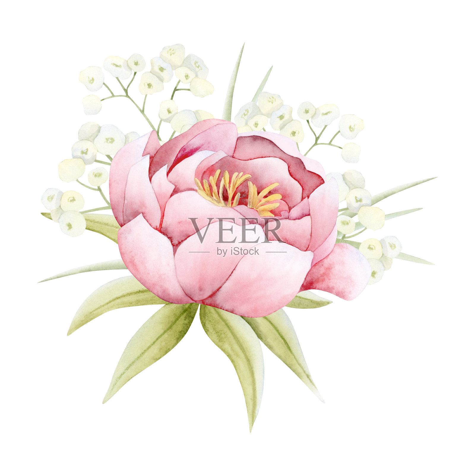 粉色水彩牡丹与满天星小花的水彩插图，背景为白色。适合春季婚礼设计和花卉贺卡的花园玫瑰或黄花菜。浪漫的剪贴画。照片摄影图片