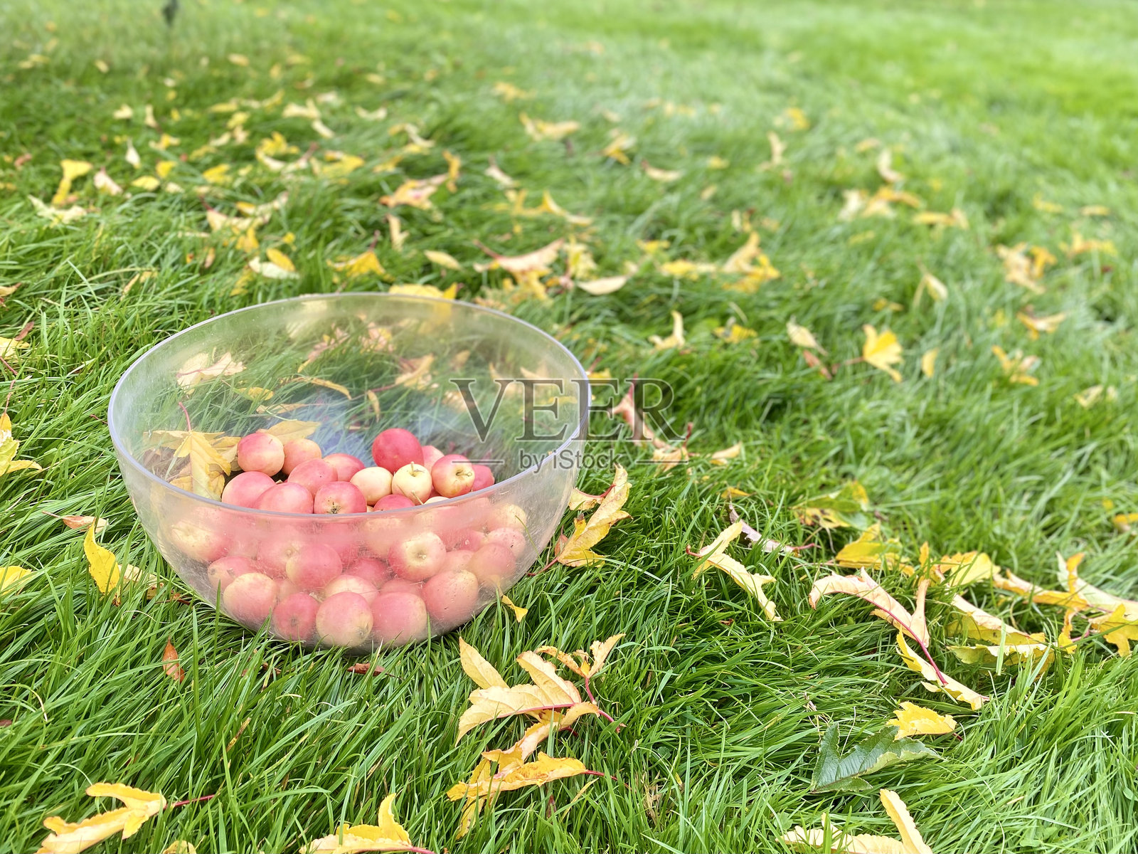 新鲜采摘的蟹苹果放在草地上的碗。照片摄影图片