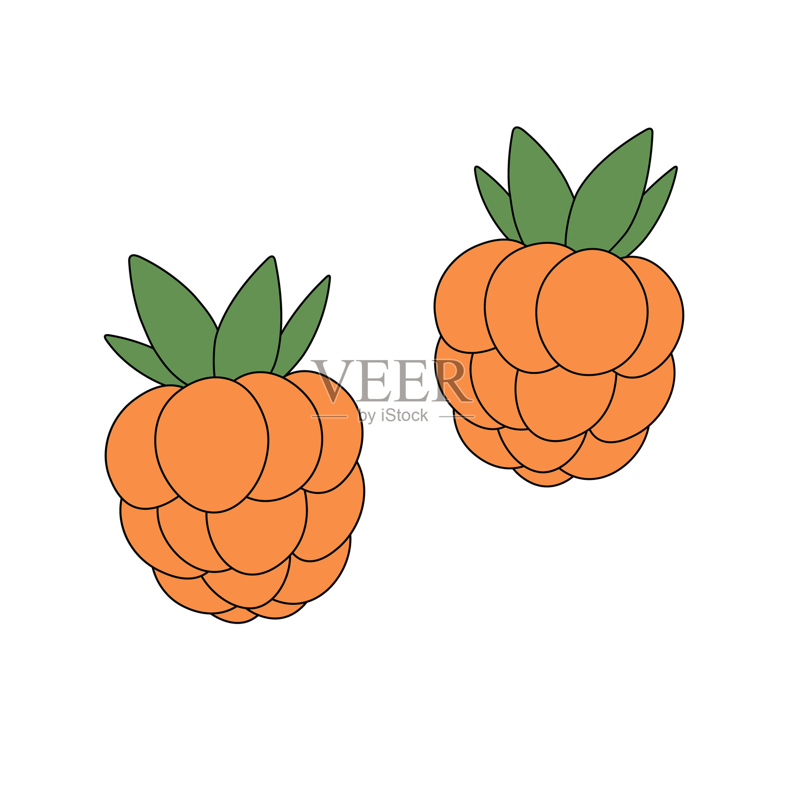 云莓植物的矢量平面插图。手绘的Rubus chamaemorus浆果，适用于设计、标志、标识、印刷、纸张和卡片。健康食品、药物、象征。插画图片素材