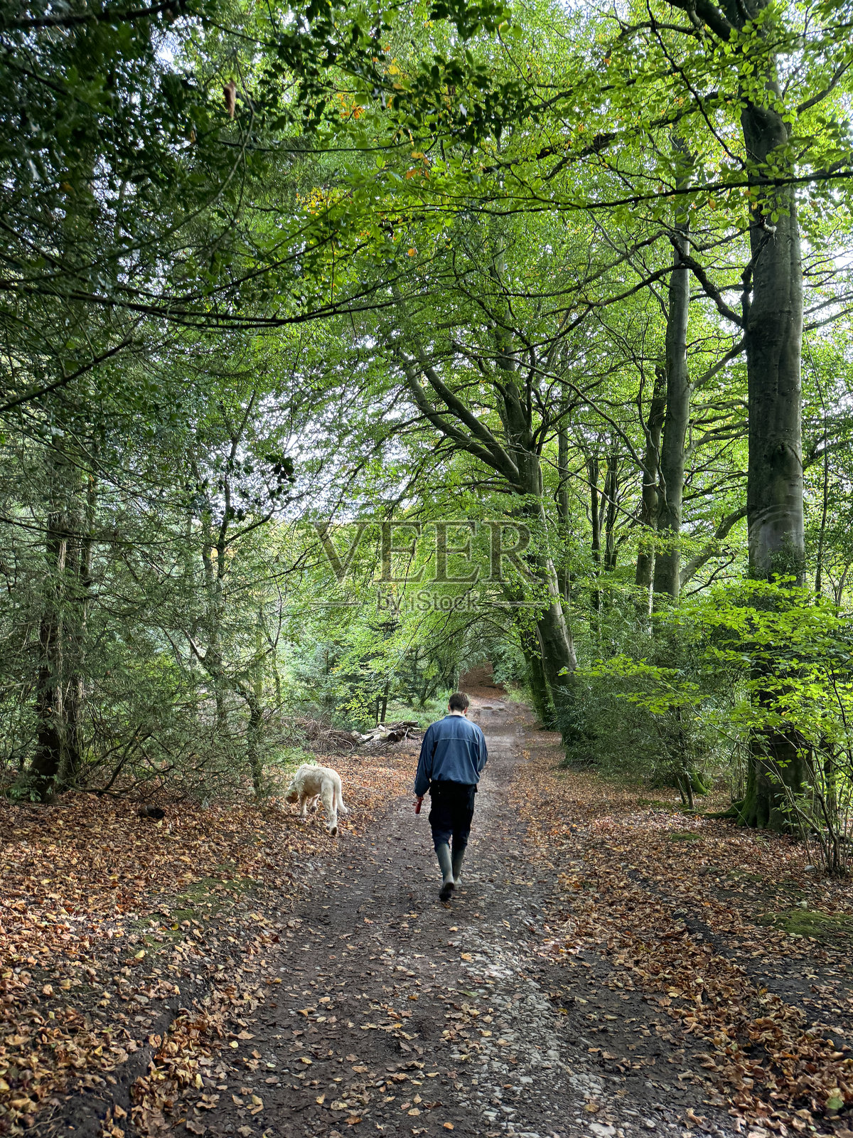 穿着雨衣和裤子塞进长筒靴的男子，牵着一只斯皮诺内意大利犬，在泥泞的土路上行走，使用可伸缩的狗绳，背景是落叶林景，视角为后方，重点在前景。照片摄影图片