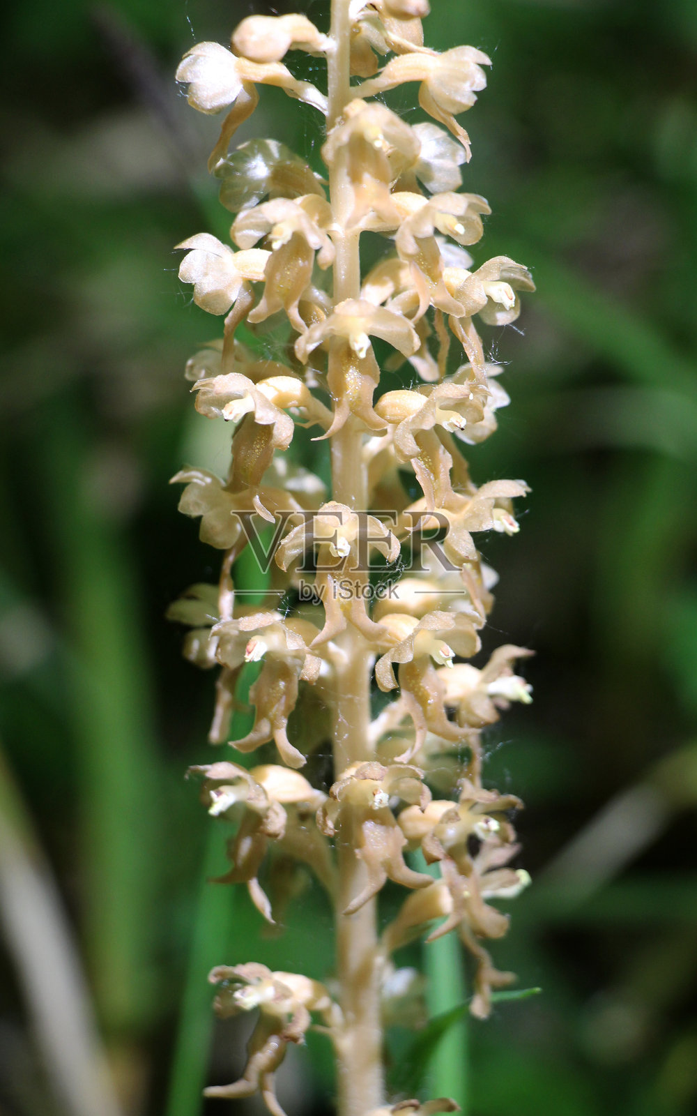 稀有的红皮书兰花 Neottia nidus-avis 在野外生长照片摄影图片