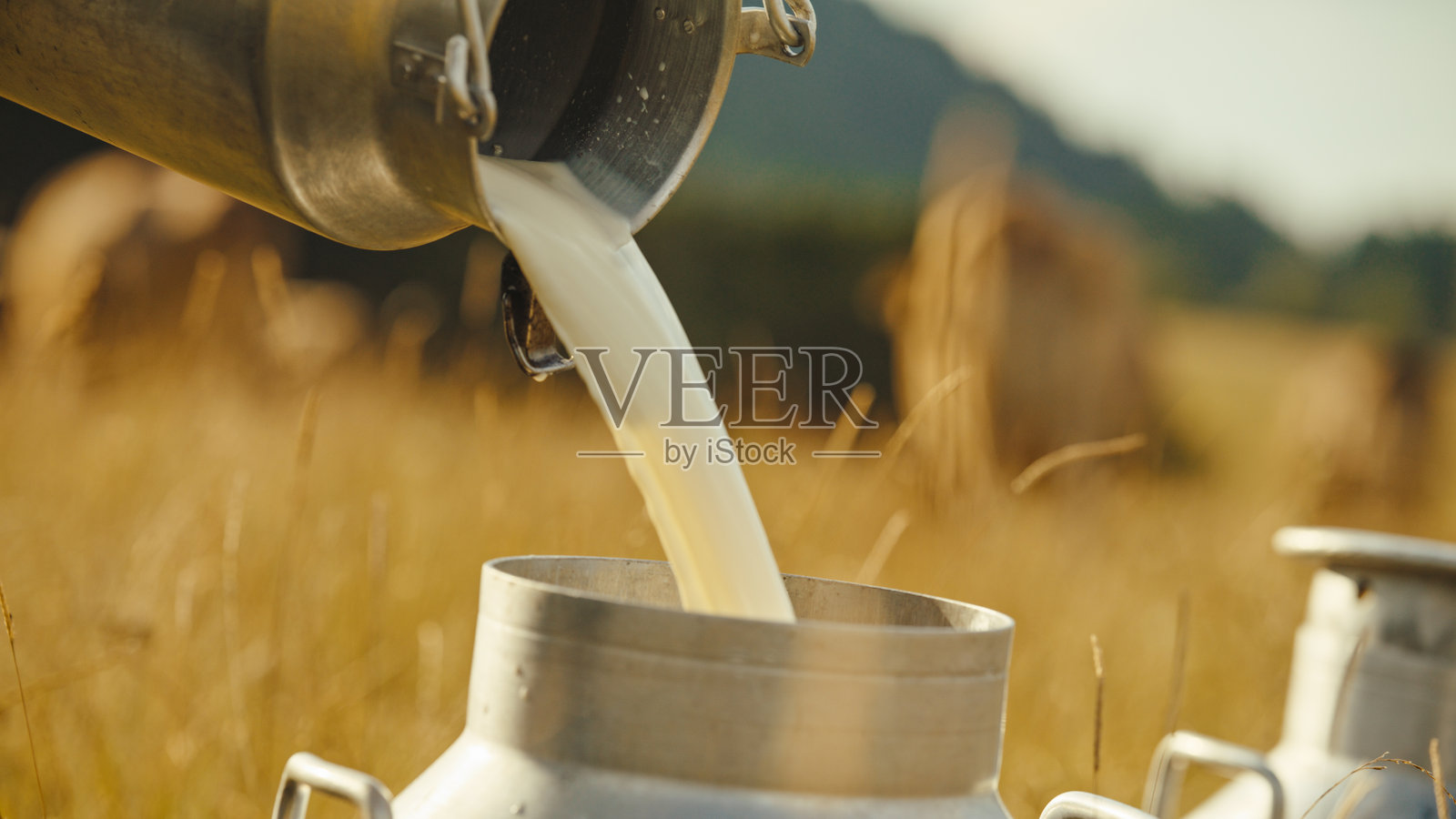 新鲜牛奶倒入乡村环境中的罐子里照片摄影图片