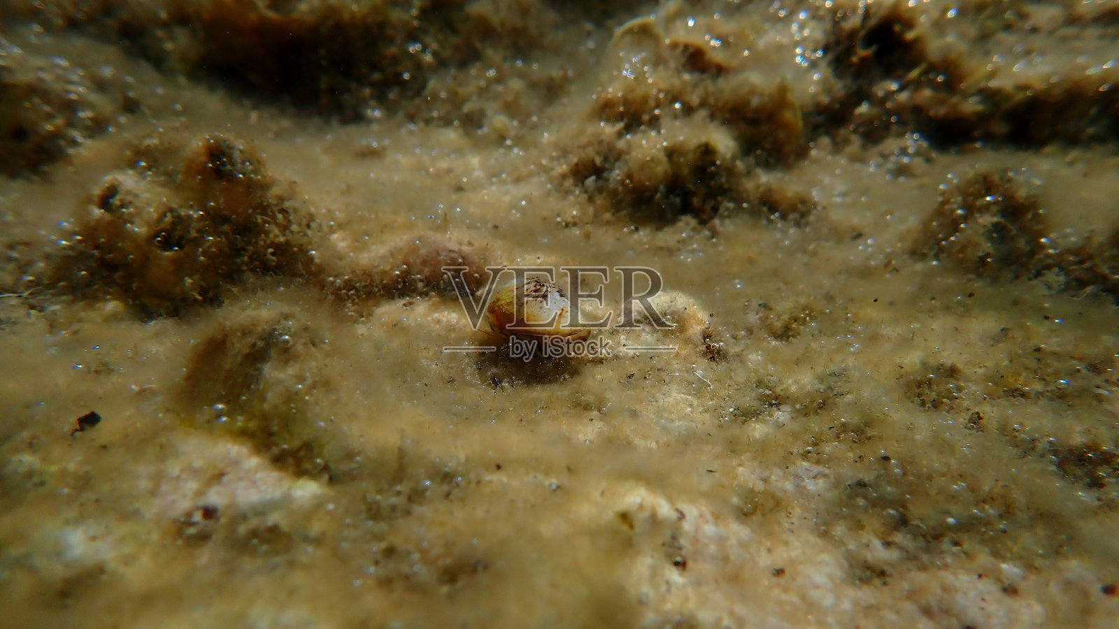 波斯海螺（Conomurex persicus）的海洋蜗牛贝壳在水下照片摄影图片