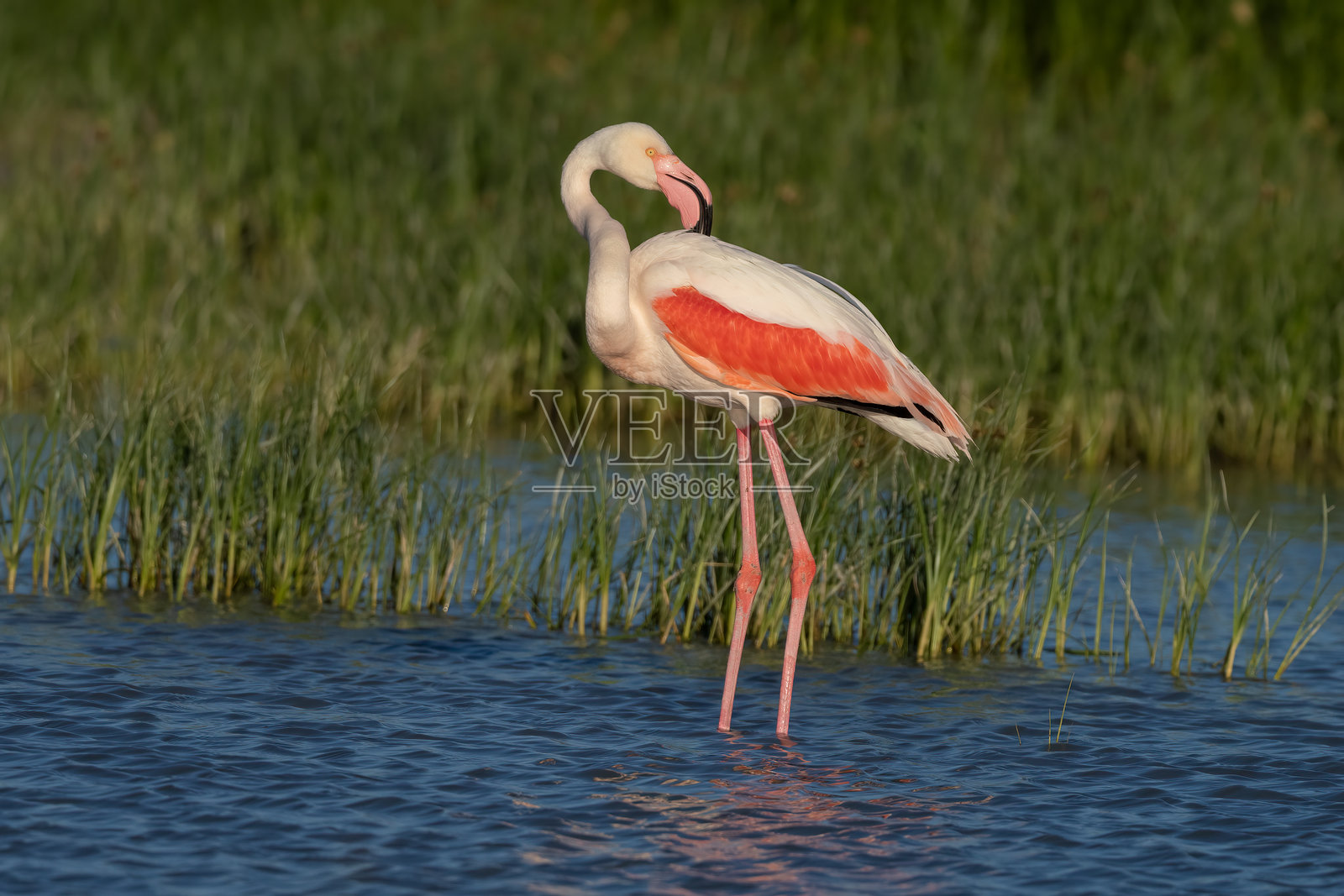 西班牙马拉加皮埃德拉湖的大火烈鸟（Phoenicopterus roseus）照片摄影图片
