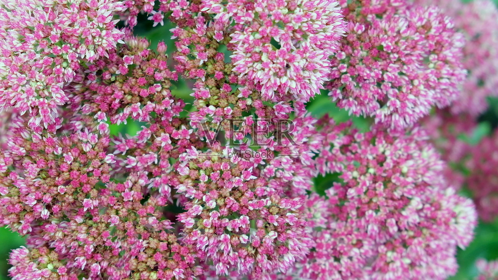 蝴蝶石莲（Hylotelephium spectabile）的微小粉色花朵特写。景观花园中的景天花特写。照片摄影图片