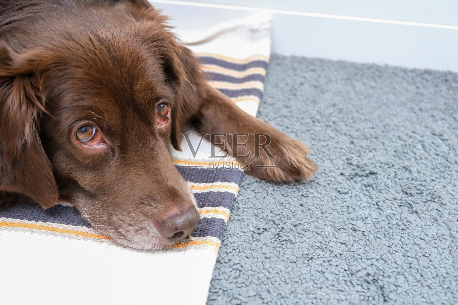 一只棕色狗狗坐在条纹毛巾上，正看着镜头。照片摄影图片