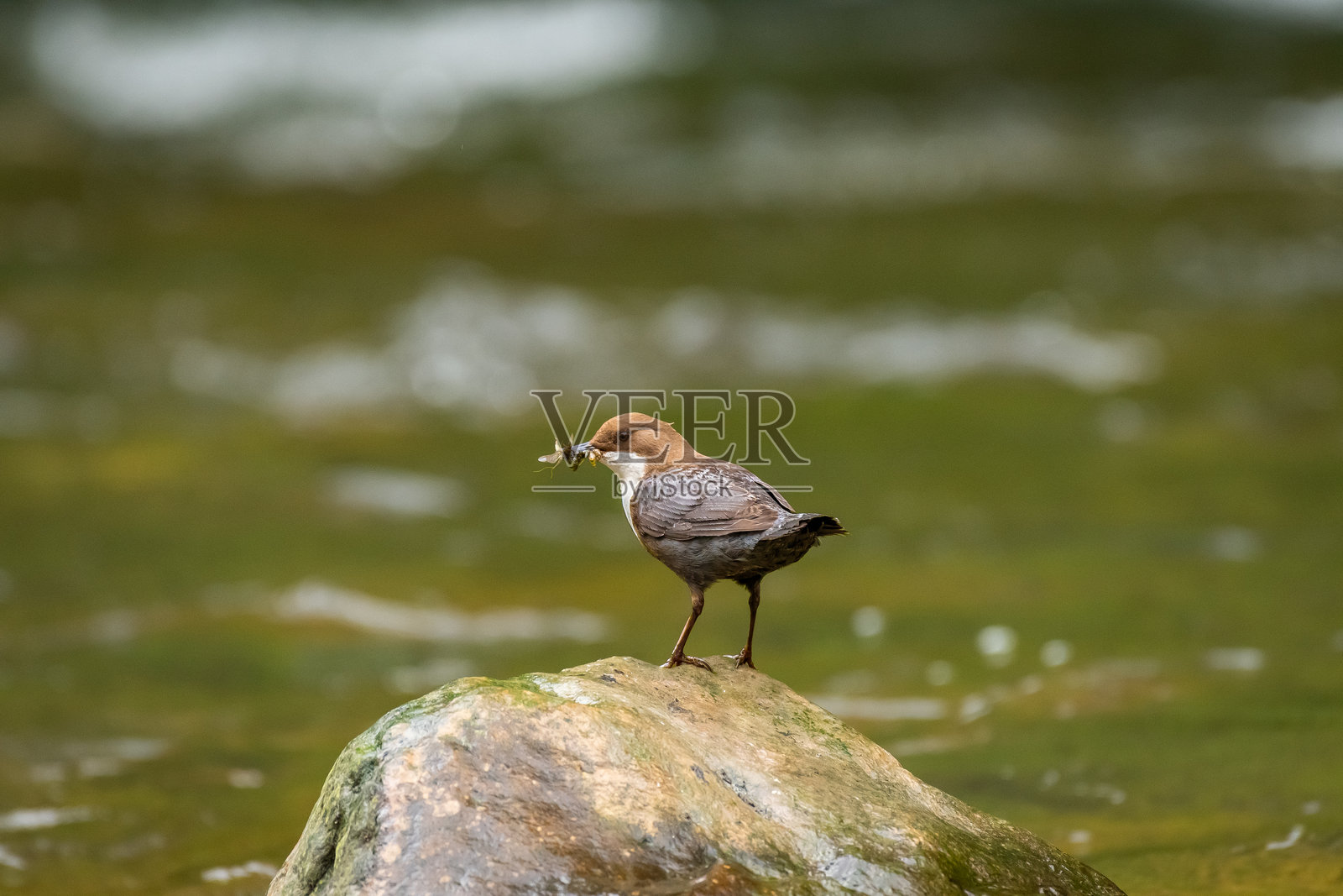 西方黄鹡鸰（Motacilla flava）是一种羽毛色彩斑斓的小鸟，栖息在扔进河里的旧轮胎上。照片摄影图片