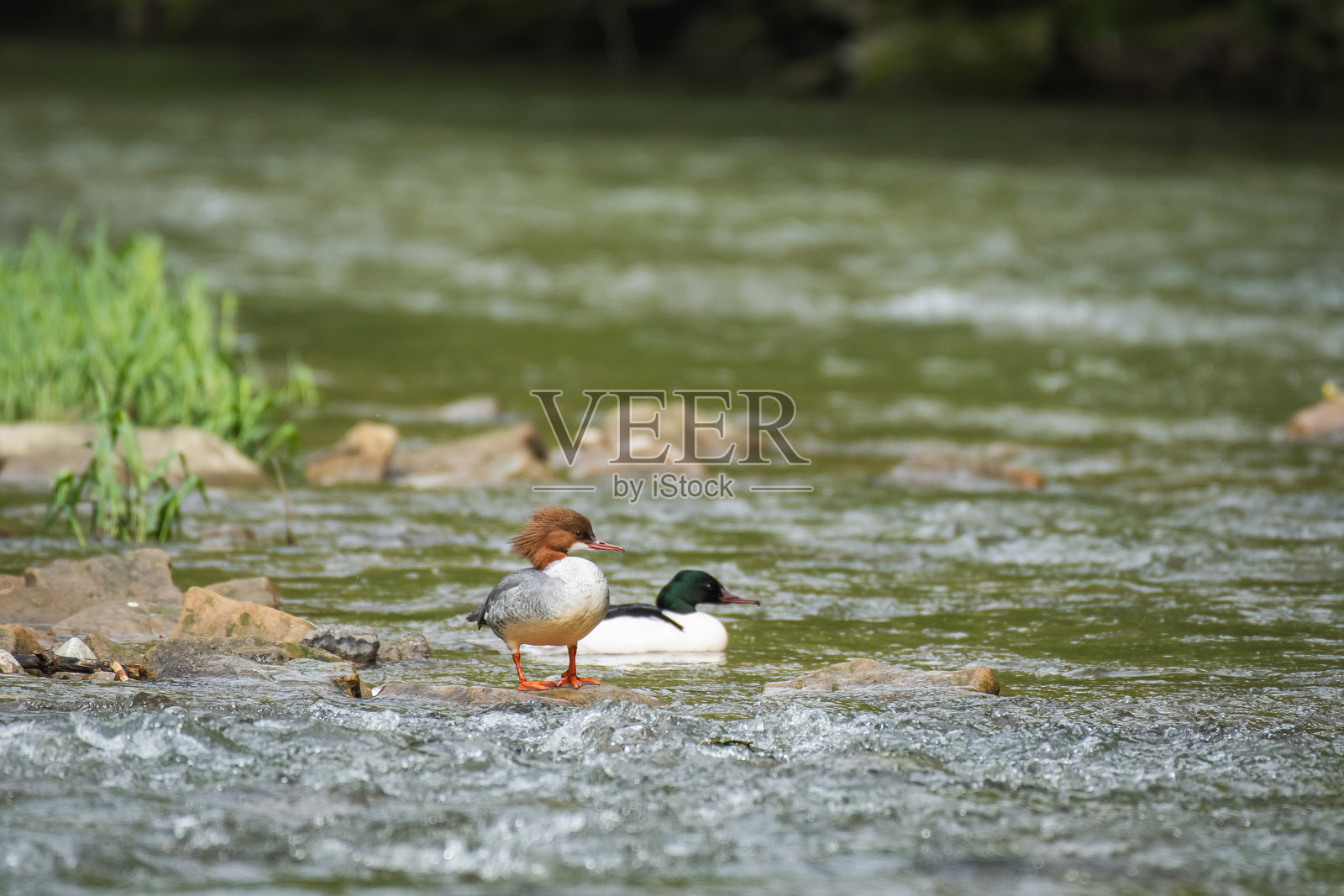 普通秋沙鸭（Mergus merganser）雄性和雌性，中等体型的水鸟，一对鸟在河流的浅水中休息。照片摄影图片
