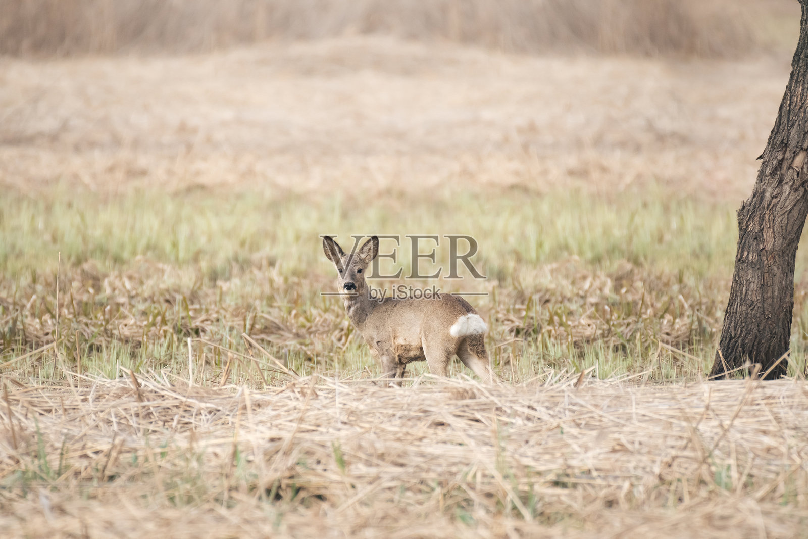 欧洲狍（Capreolus capreolus），一种棕色毛皮的哺乳动物，正站在田野中观察。照片摄影图片