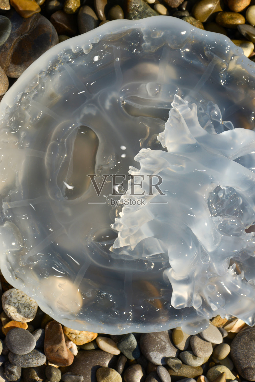 海滩上的大水母。透明的水母在岩石上。照片摄影图片