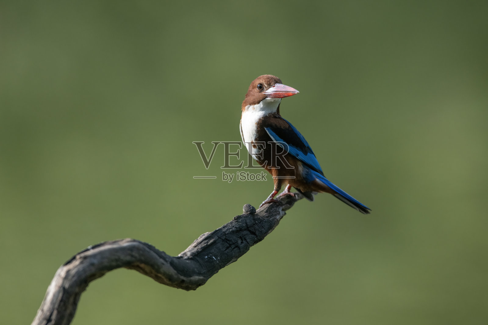 白喉翠鸟，一只鸟栖息在树枝上照片摄影图片