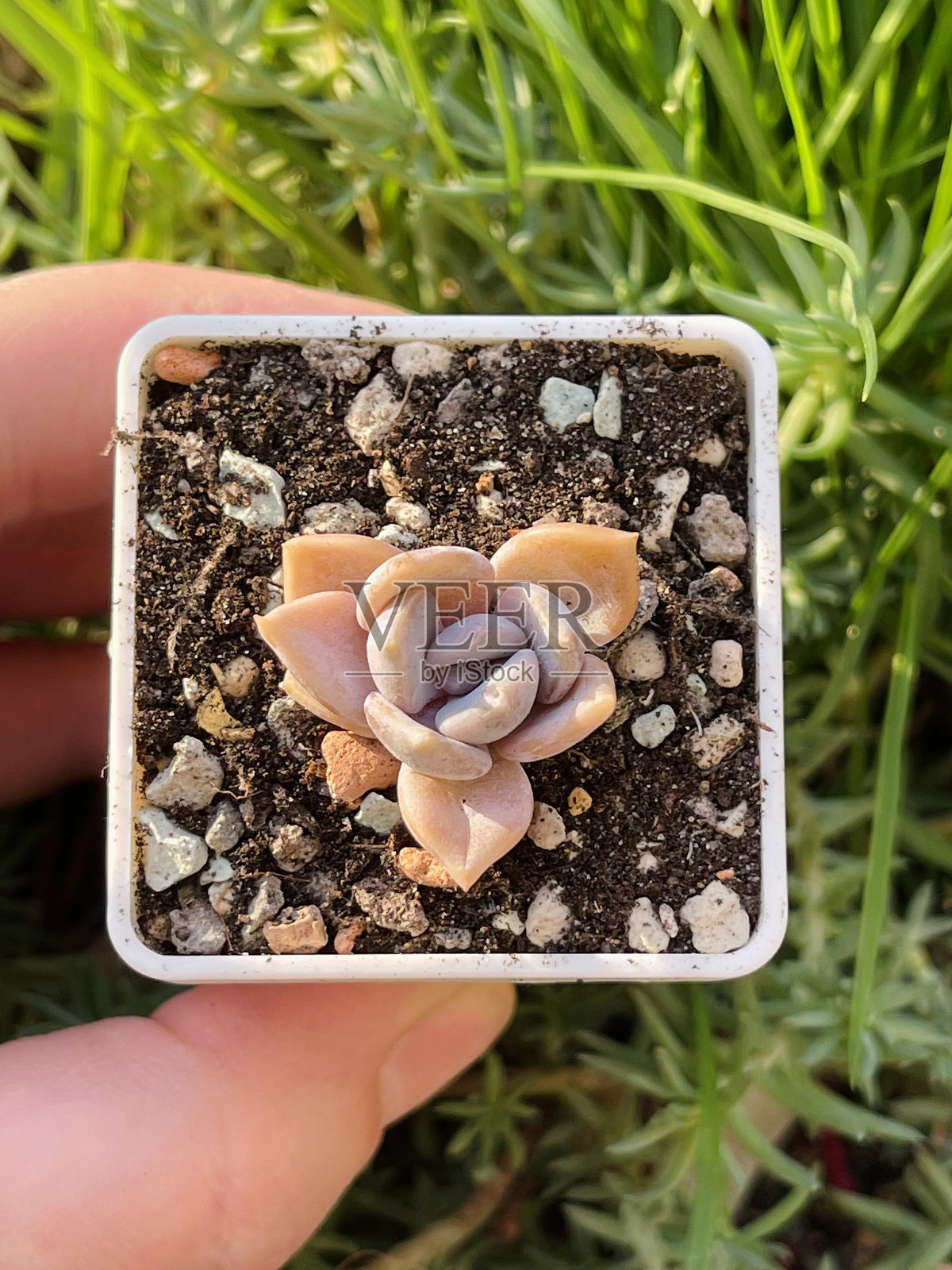 粉色的Echeveria Pastel Leon多肉植物花朵，背景为多彩的绿色。照片摄影图片